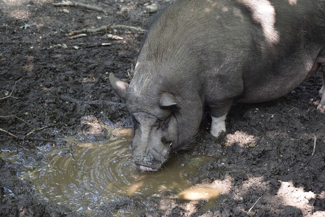 注重滑行的 注重滑行的